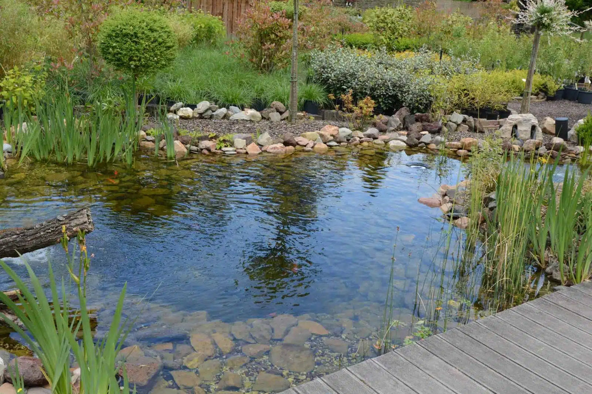 đż Plantes aquatiques indigĂšnes : les incontournables pour un bassin vivant et harmonieux
