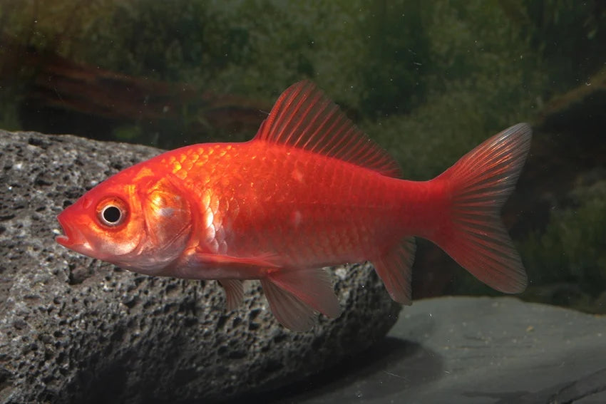 Goudvis