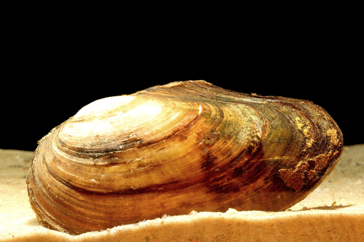 Moule Filtreuse pour étangs & bassins - Moule Anodonte - Anodonte des rivières (Vijvermossel)