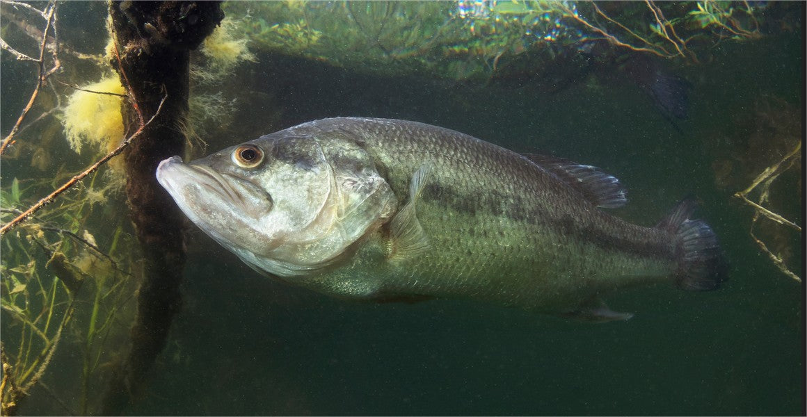 Blackbass - Achigan à grande bouche - 15 à 18CM