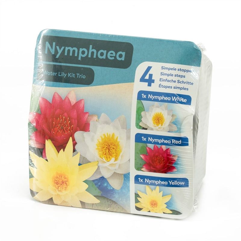 Nénuphar TRIO - Nymphaea en KIT sec