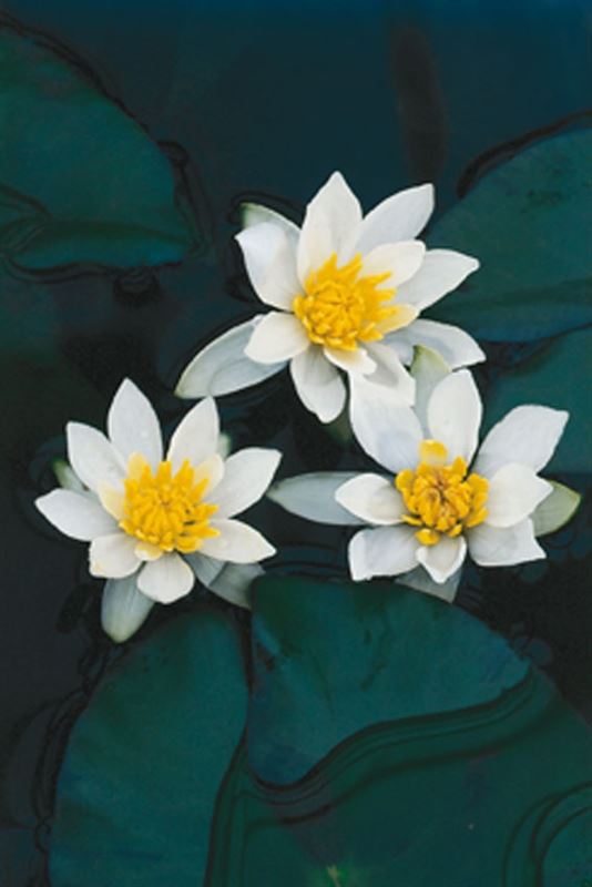 Nymphaea Pygmaea Alba - Nénuphar Nain - Pot de 11X11CM