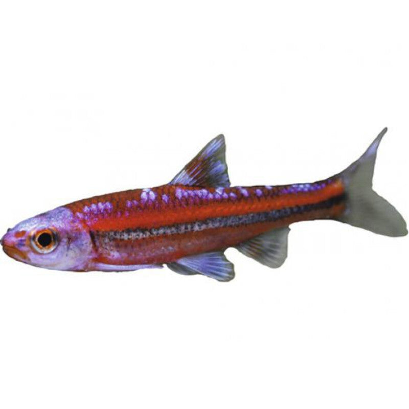 Notropis chrosomus - Regenboogelrits — photographie Aqua-Koi sur fond blanc