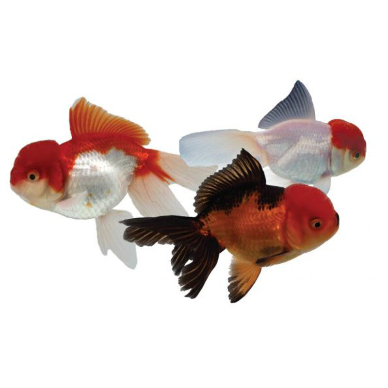 Voiles de Chine - Oranda Mix — photographie Aqua-Koi sur fond blanc