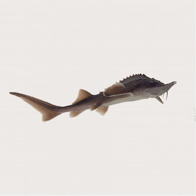 Esturgeon Sibérien - Esturgeon de Sibérie - Acipenser Baeri — photographie Aqua-Koi sur fond blanc