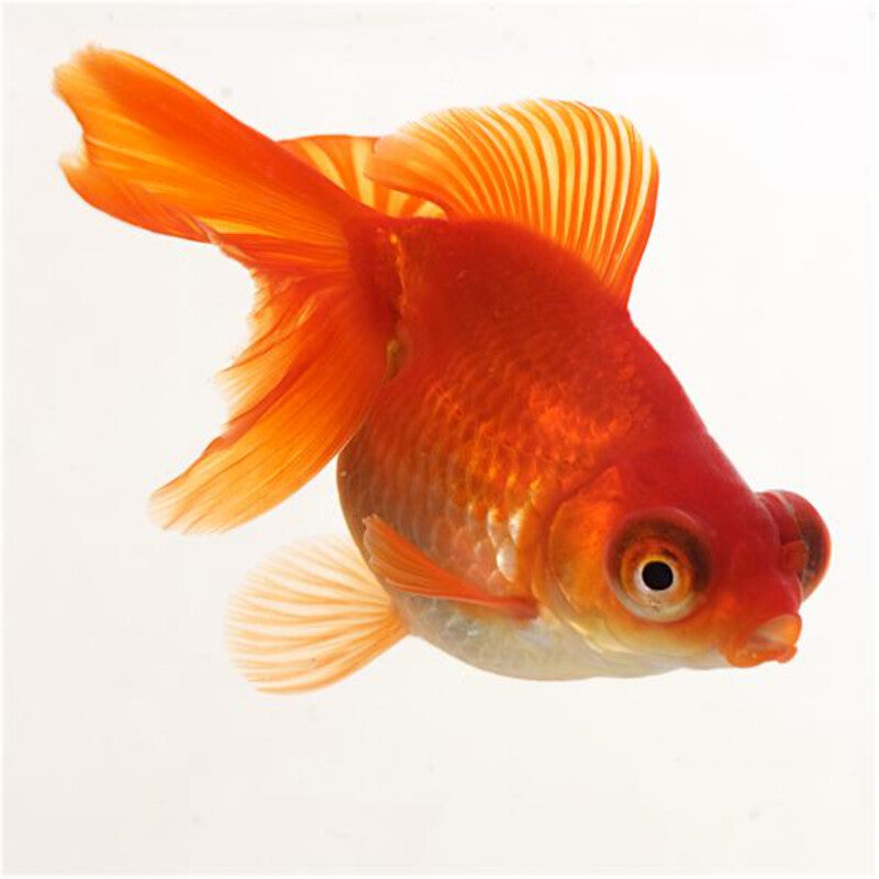 Butterfly tail assorties — photographie Aqua-Koi sur fond blanc