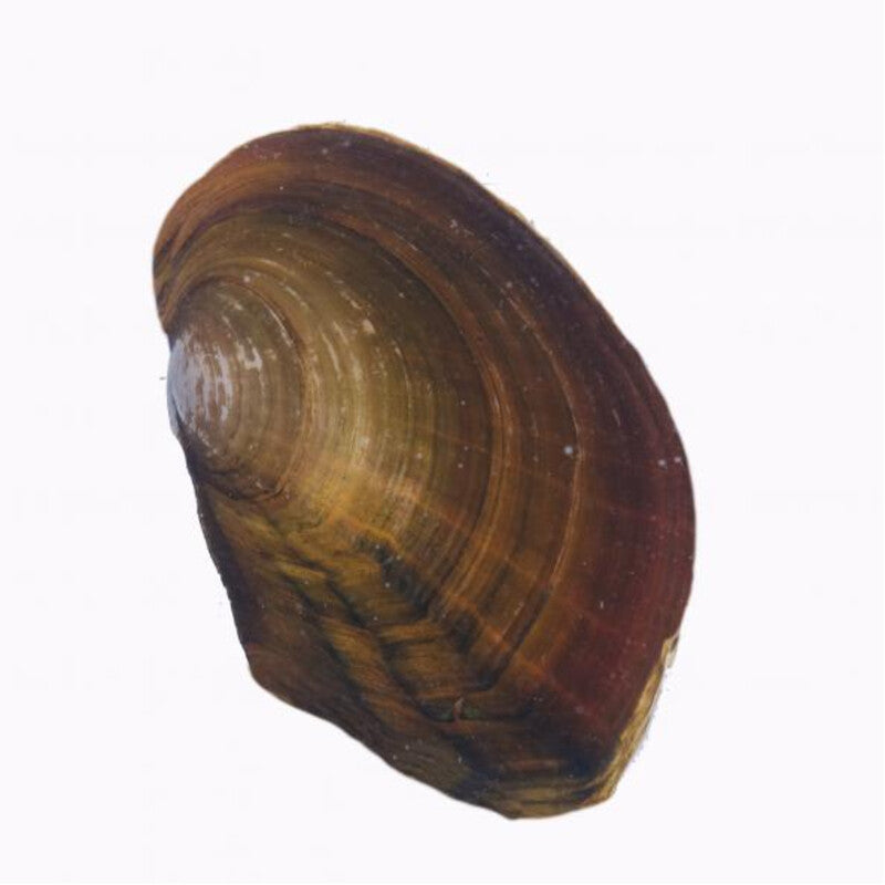 Moule Filtreuse pour étangs & bassins - Moule Anodonte - Anodonte des rivières (Vijvermossel) — photographie Aqua-Koi sur fond blanc