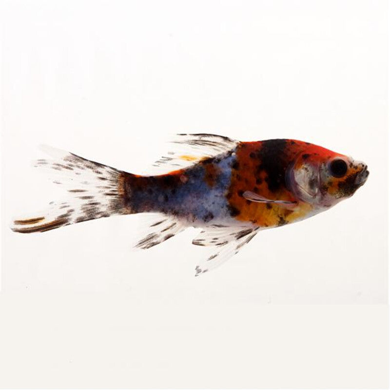 Shubunkins - Poisson Shubunkins — photographie Aqua-Koi sur fond blanc