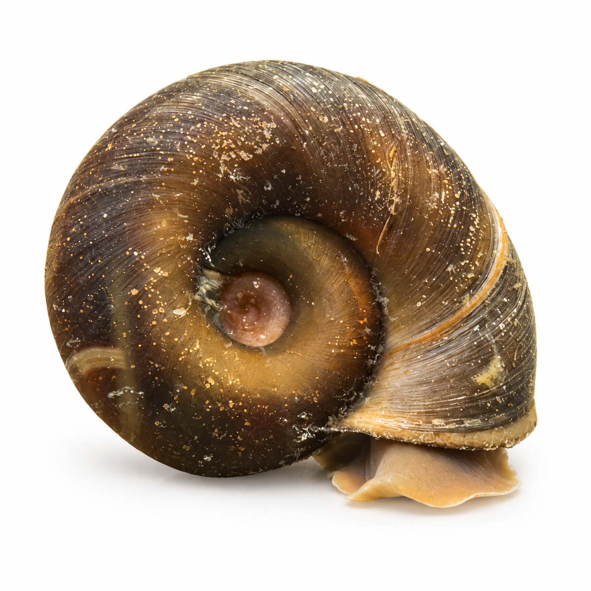 Planorbe - Escargot - Parfait pour limiter les algues en étang & piscine naturelle sur fond blanc — illustration générée