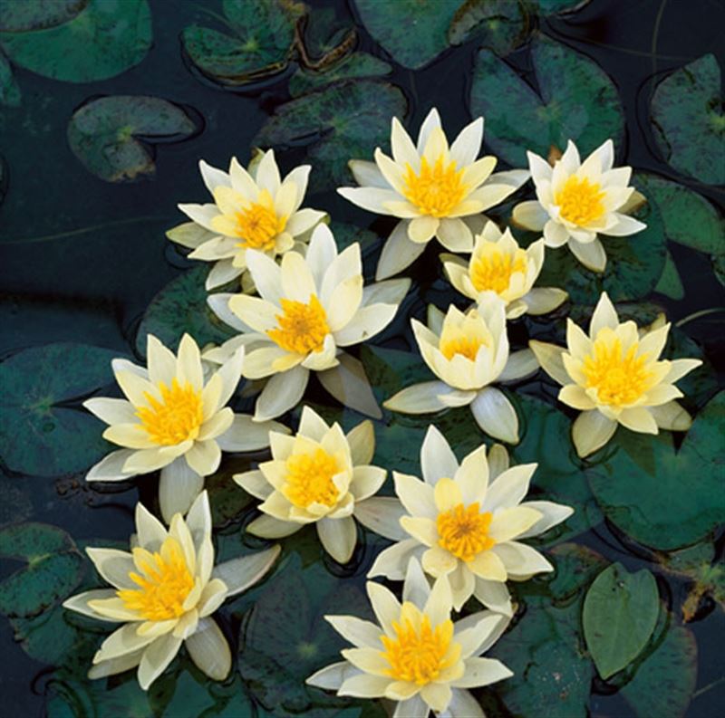 Nymphaea Pygmaea Helvola - Nénuphar Nain - Pot de 11X11CM