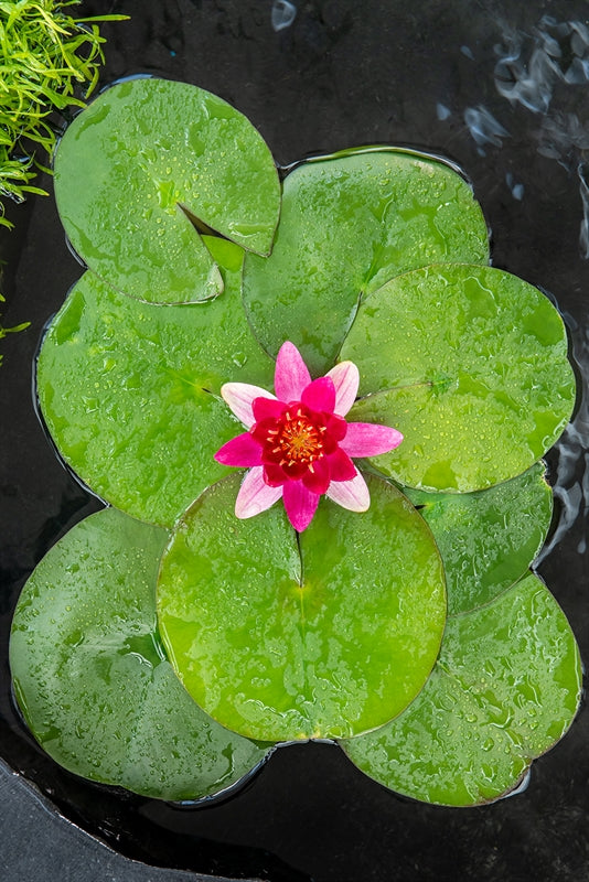 Nymphaea Pygmaea Rubra (3L) - Nénuphar Nain