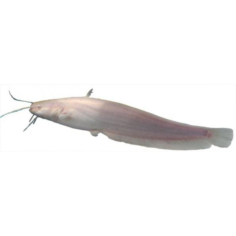 Silure Européenne albino 12 à 15CM / Albino meerval