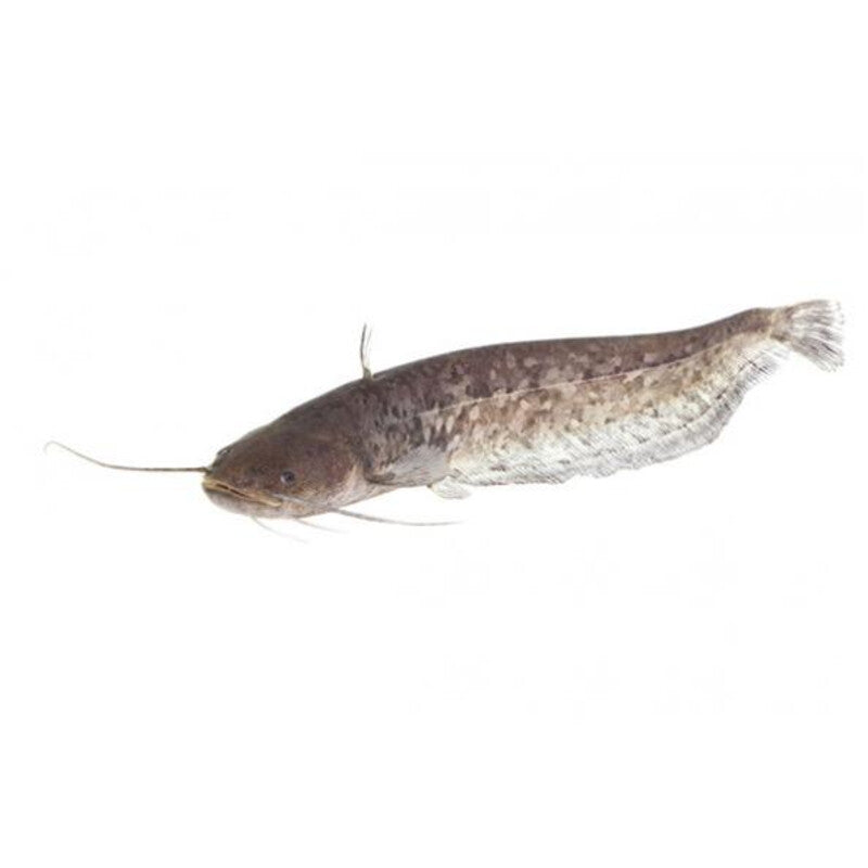 Silure Européenne - 12 à 15CM