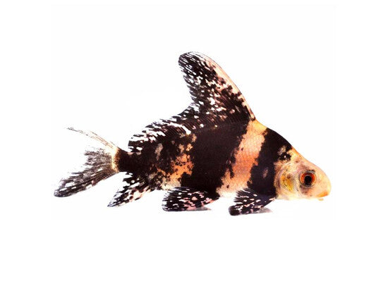 Mixocyprinus Asiaticus - Empereur de Chine / Chinese wimpelkarper