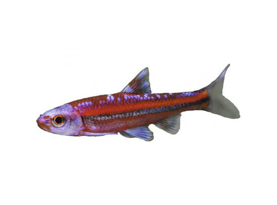 Notropis chrosomus - Regenboogelrits