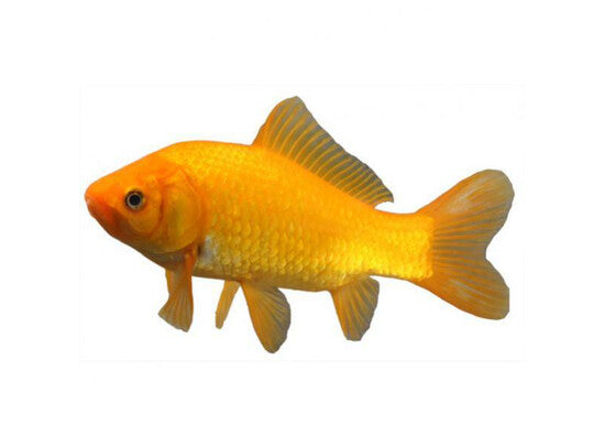 Gelber Kometfisch - Geel Komeetstaart