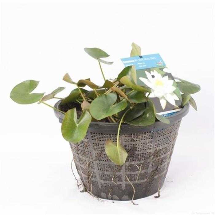 Nymphaea Trio - Nénuphar Trio de couleur - Grand pot XXL de 40CM prêt à être déposé !