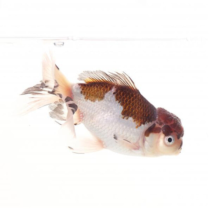 Oranda panda-tricolor — photographie Aqua-Koi sur fond blanc