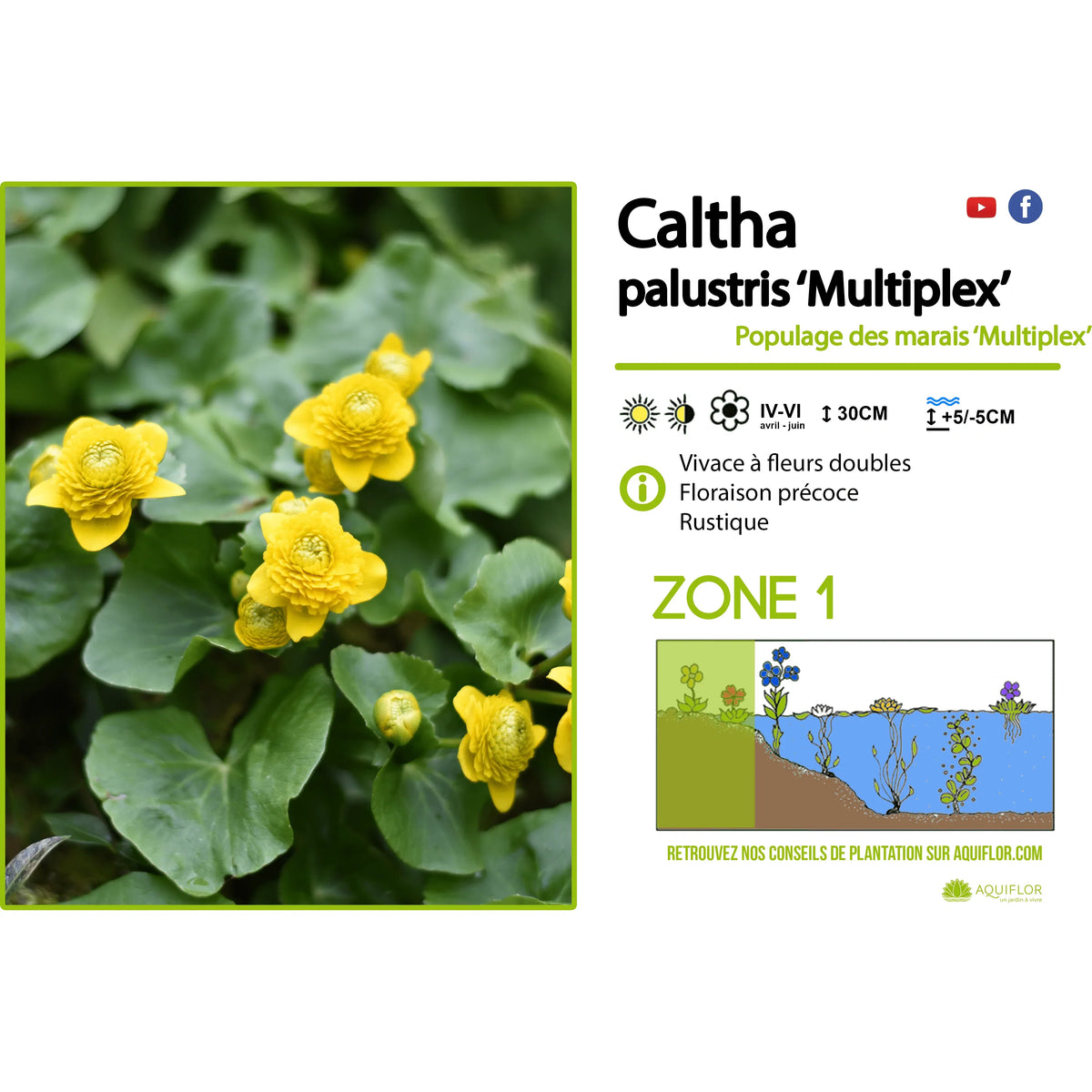 Aquipond Plantes aquatiques Caltha palustris ‘Multiplex’ - Populage des berge
