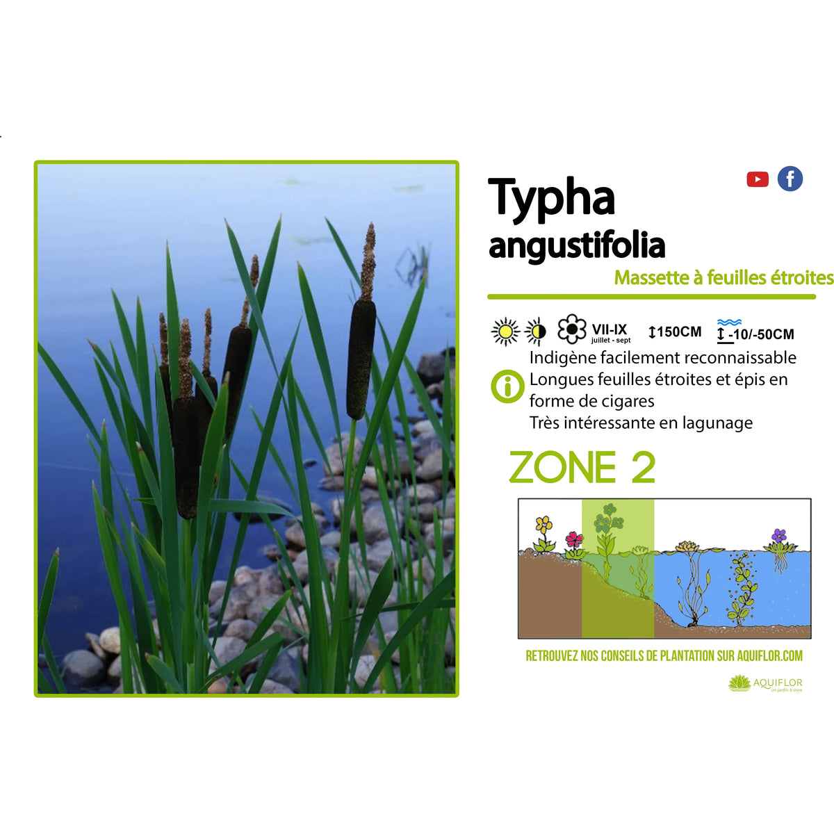 Aquipond Typha Augustifolia - Massette à feuilles étroites - Plante de berges