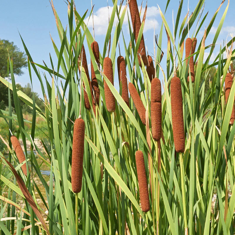 Aquipond Typha Augustifolia - Massette à feuilles étroites - Plante de berges