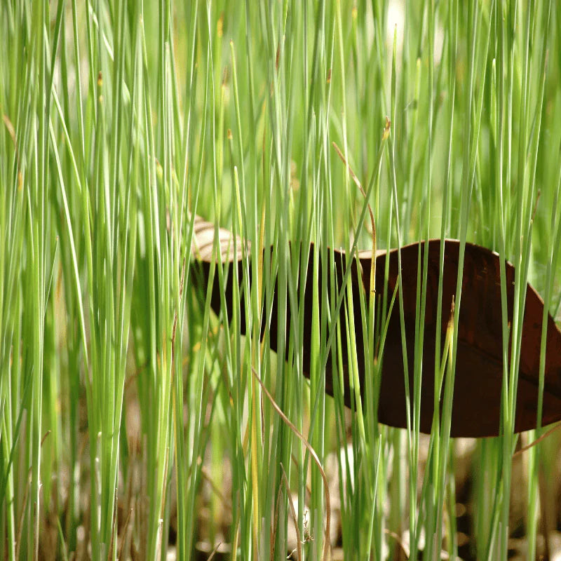 Aquipond Typha Minima - Petite massette - Plante de berges