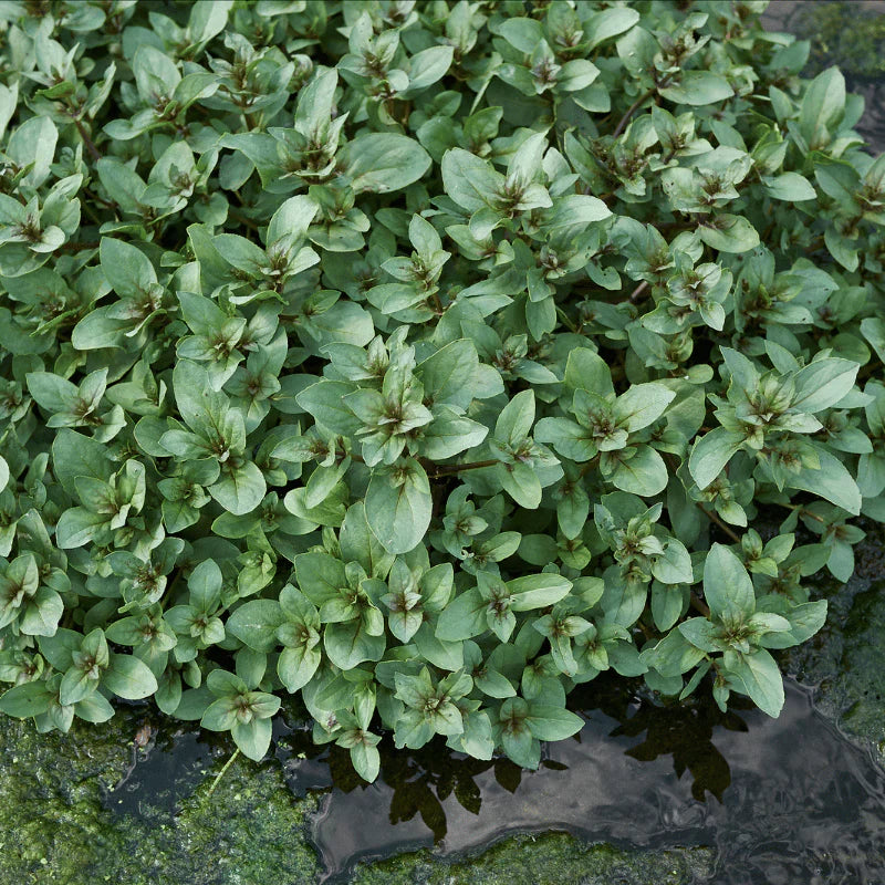Aquipond Veronica Beccabunga - Véronique des ruisseaux - Plante de berges