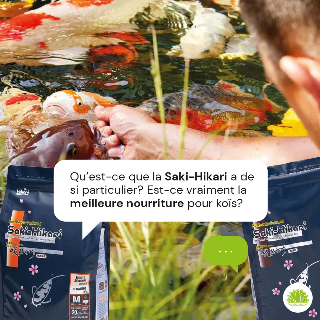 Qu’est-ce que la Saki-Hikari a de si particulier ? Est-ce vraiment la meilleure nourriture pour vos koïs ? 🐟🌿