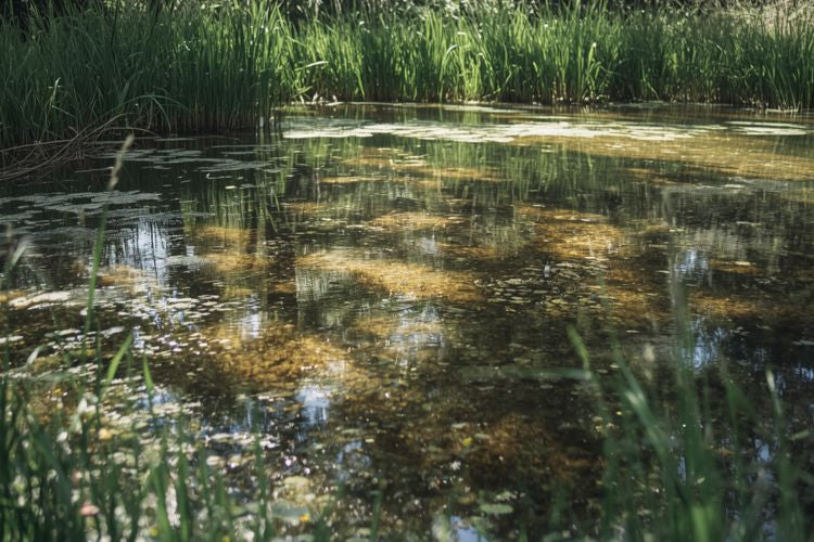 Eau trouble de bassin, causes et solutions