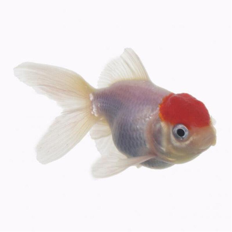 Oranda redcap — photographie Aqua-Koi sur fond blanc