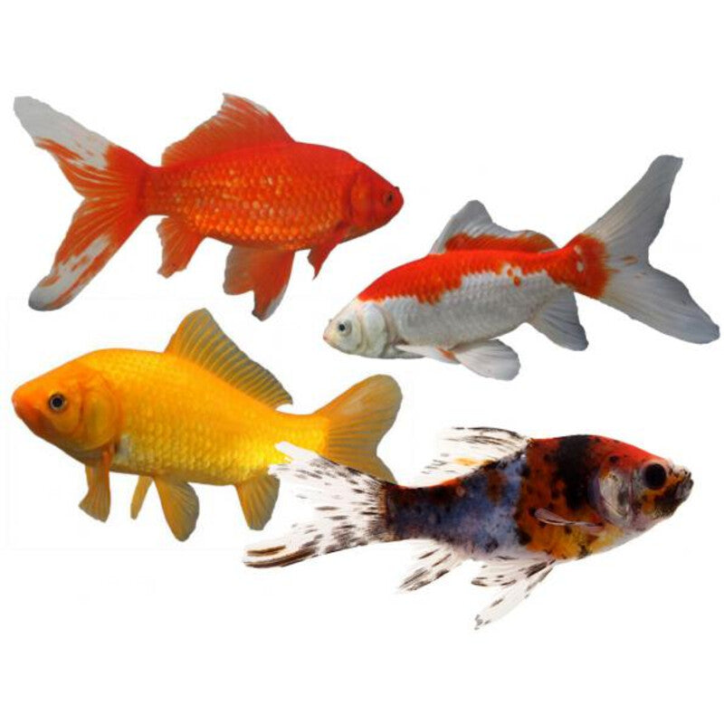 Poisson Rouge Mix - Mix Goldfish — photographie Aqua-Koi sur fond blanc