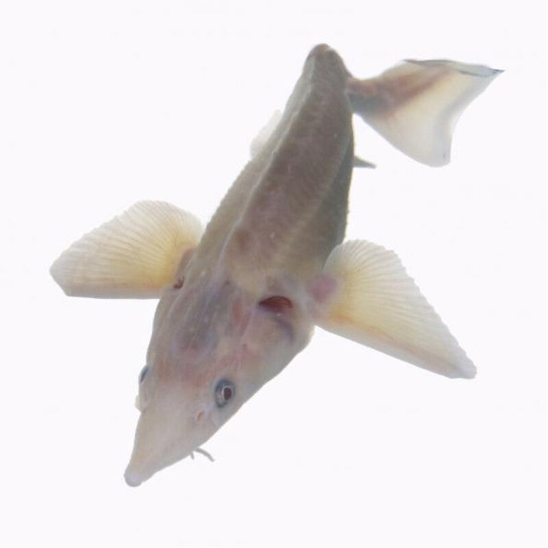 Sterlet albino — photographie Aqua-Koi sur fond blanc