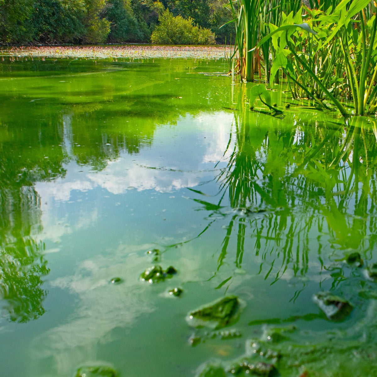Aquipond by OASE CyanoClear 25 kg – Oxygène actif contre les cyanobactéries, traite jusqu'à 333 m²