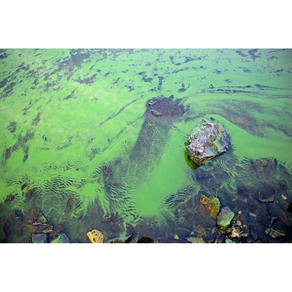 Aquipond by OASE CyanoClear 25 kg – Oxygène actif contre les cyanobactéries, traite jusqu'à 333 m²