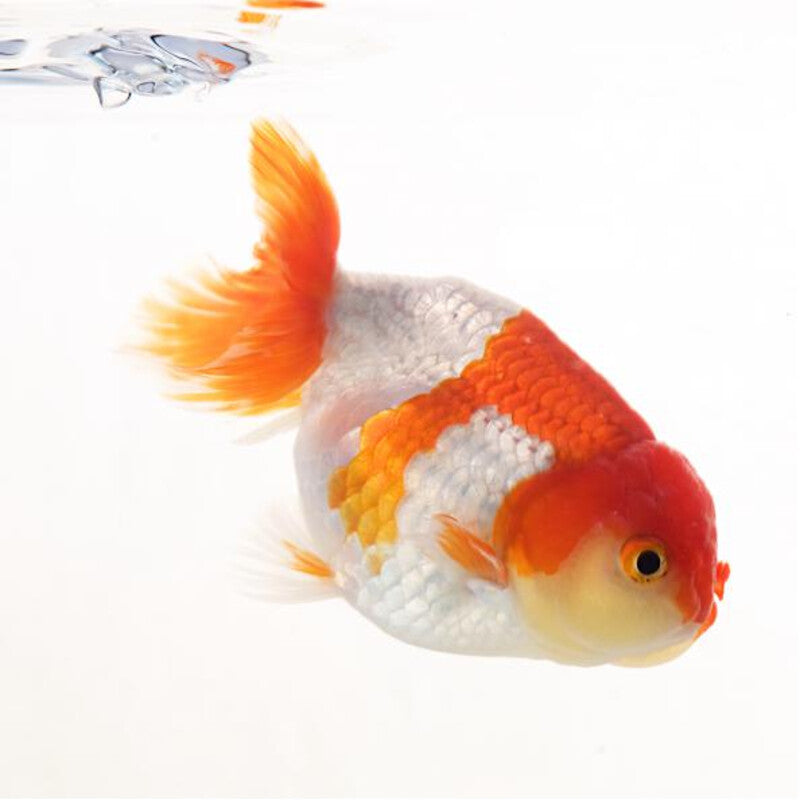 Ranchu Assorties Mix - Voiles de Chine Ranchu
