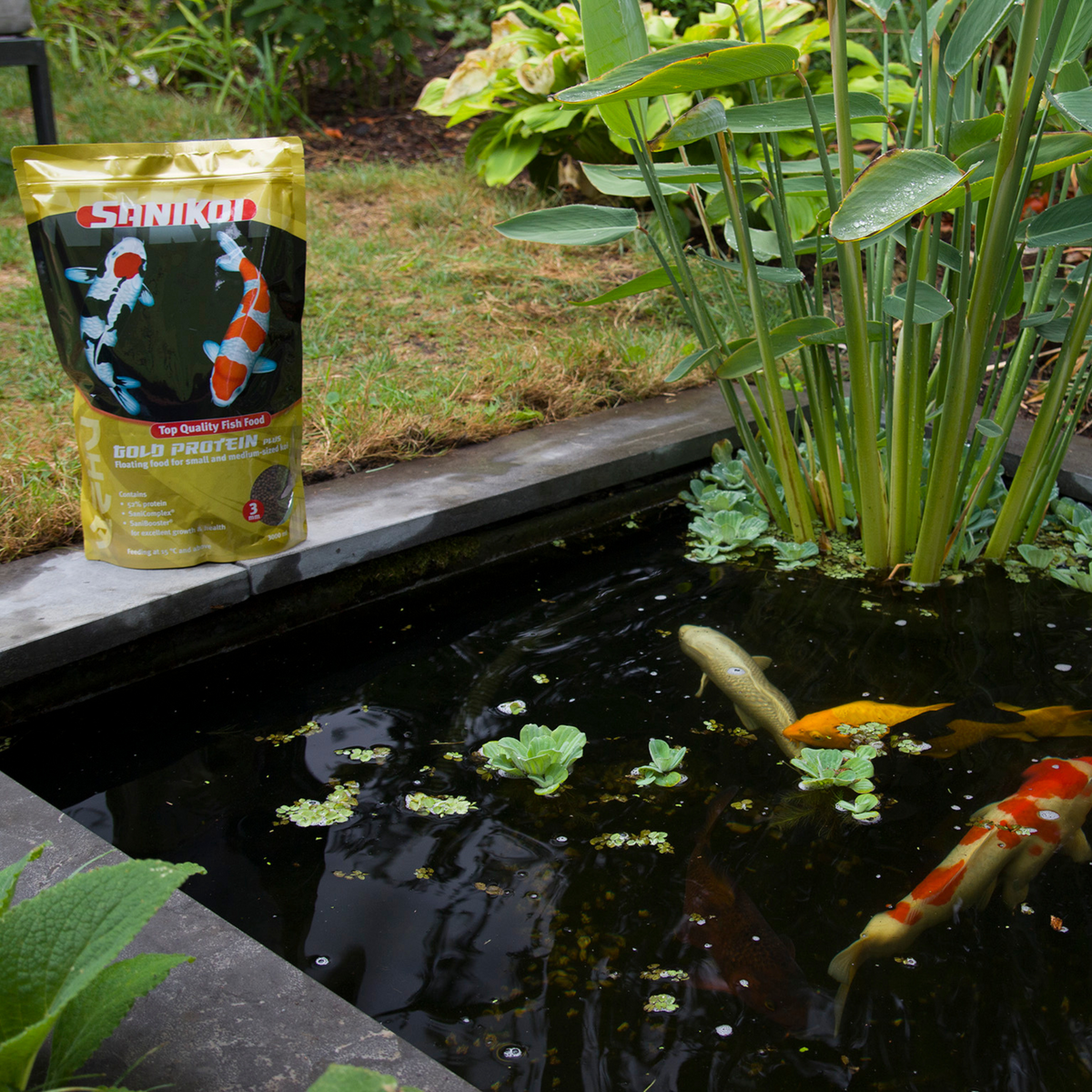 Nourriture pour poissons Gold Protein Plus 6 mm 3 l - SaniKoi