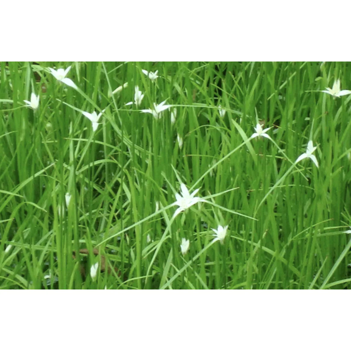 Aquipond Plantes aquatiques Dichromena colorata - Herbe étoilée - Plante de berge