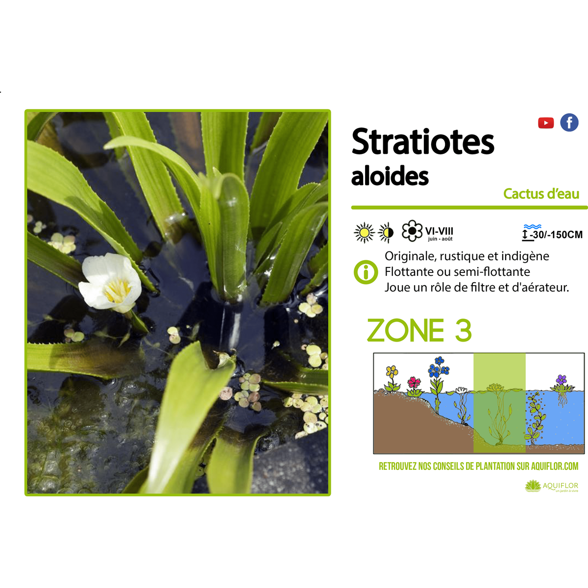 Aquipond Plantes aquatiques Stratiotes aloides (aloés d'eau) - Plante oxygénante flottante 8713469106061 8713469106061